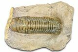 Crotalocephalina Trilobite - Giant For Species #363230-2